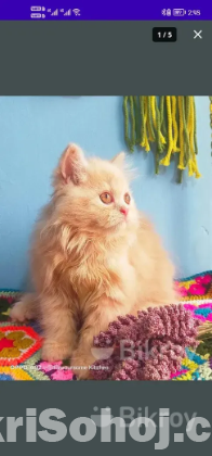 Persian male kitten